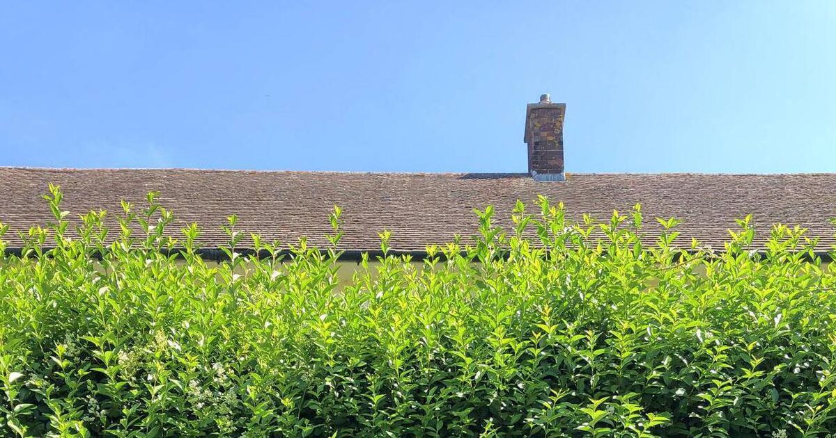 Garden Q&A: What should I feed my laurel hedge in autumn?