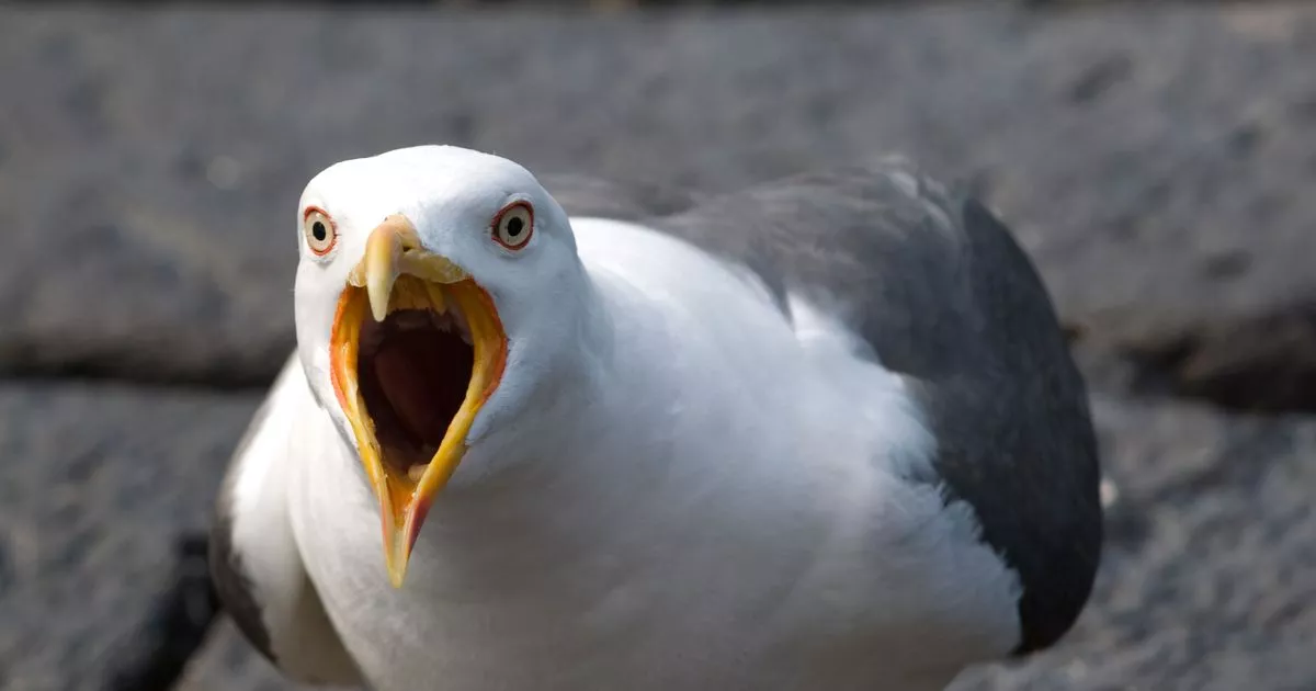 Public hazard warning as 'aggressive' seagulls continue to scavenge for food