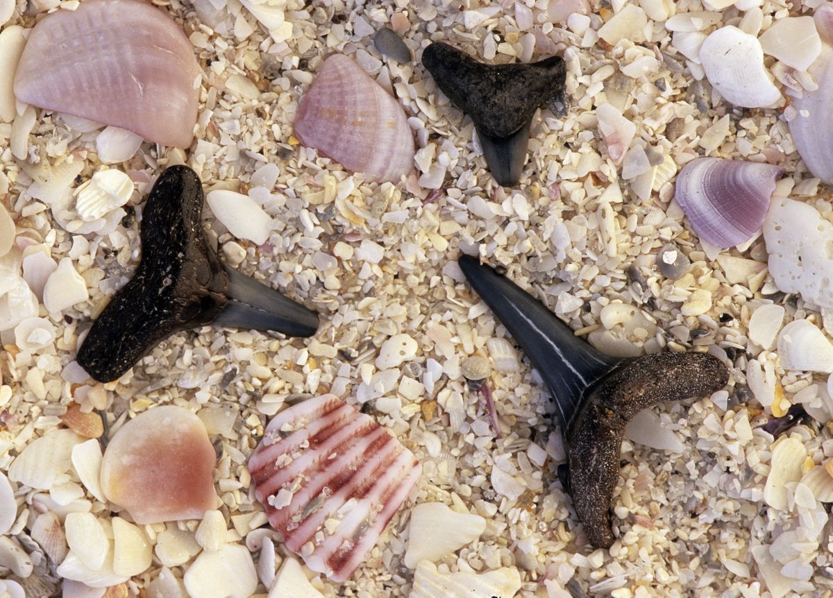 Four Places to Find Fossilized Shark Teeth in the United States