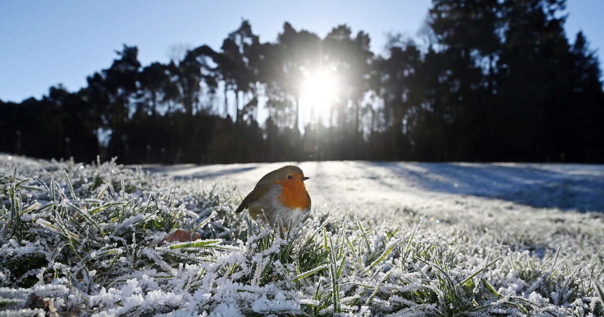 Numbers of robins, blue tits and blackbirds in Irish gardens falls for first time in 30 years