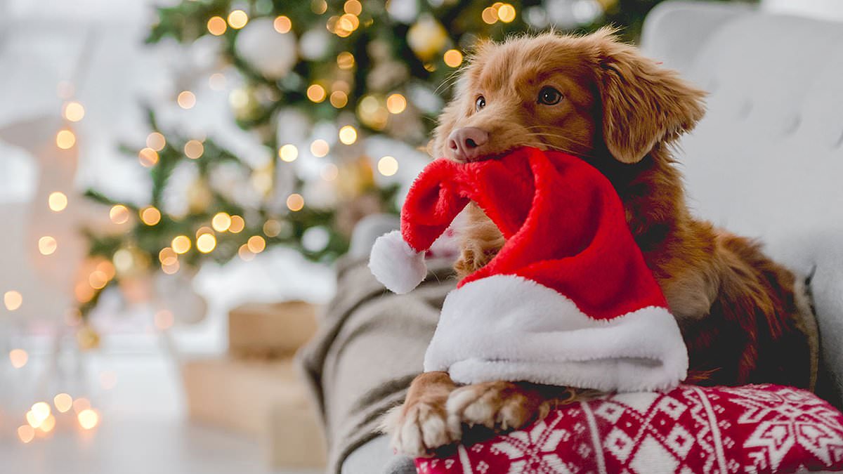 Why you shouldn't feed your dog your Christmas dinner leftovers