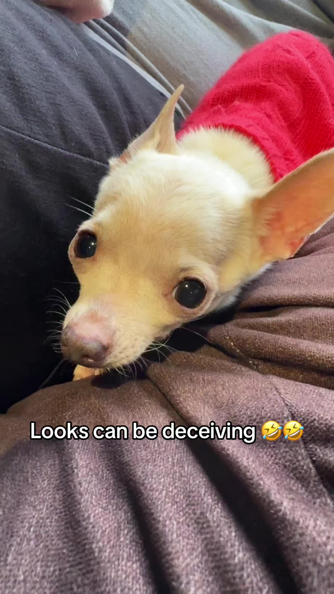 ohhhhhh he’s so cute…..nope #fyp #dogsoftiktok