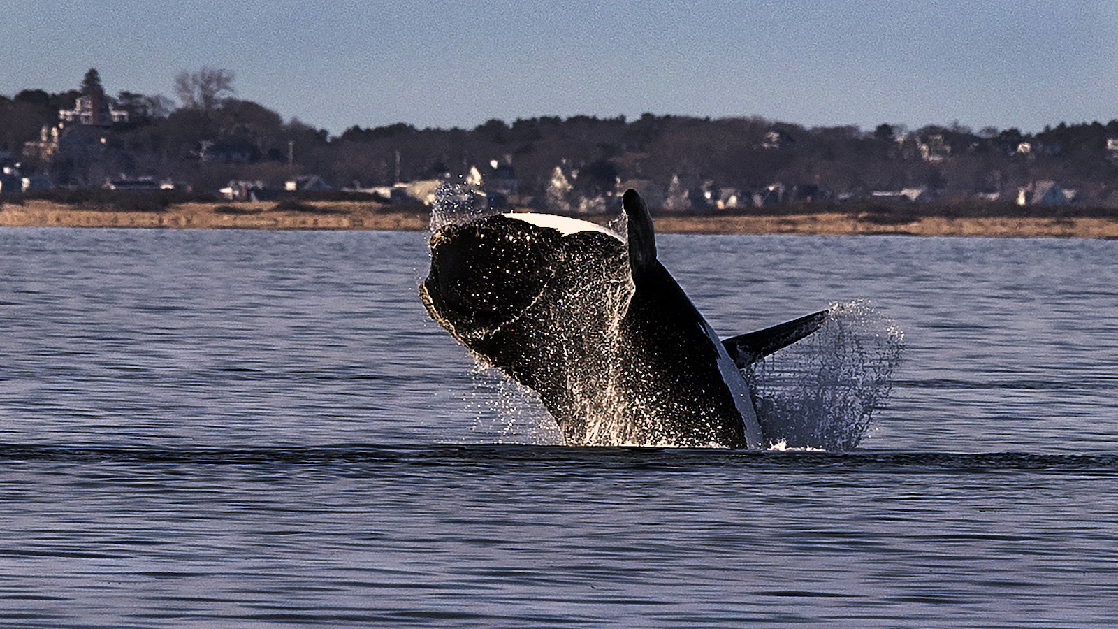 Biden administration gives up on lower ocean speed limits to protect right whales