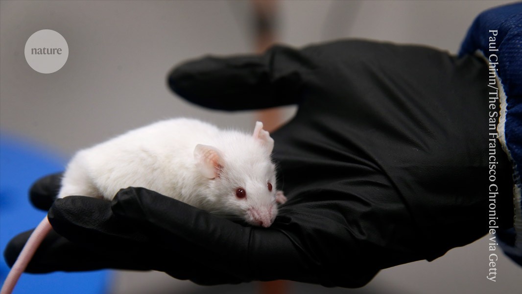 RNA molecule rejuvenates ageing mice by restoring old cells