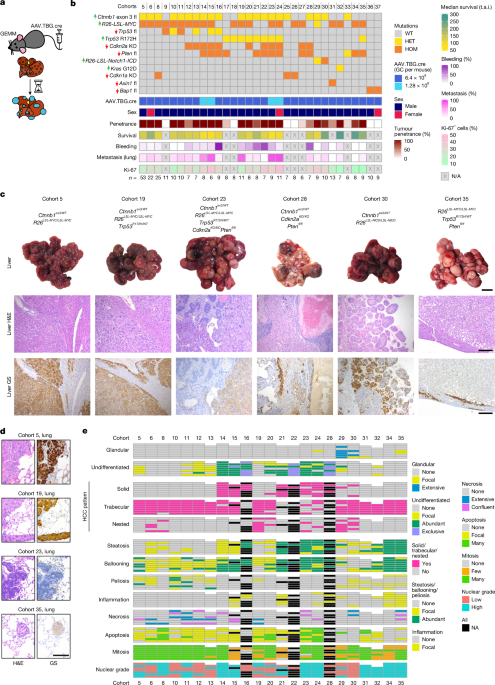 Human-correlated genetic models identify precision therapy for liver cancer