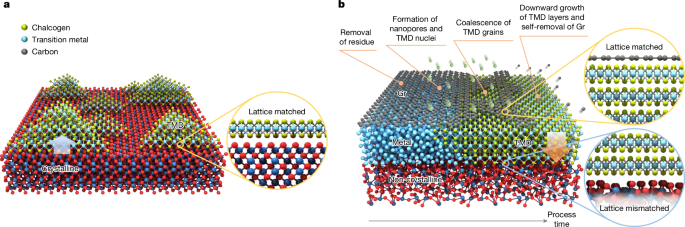 Hypotaxy of wafer-scale single-crystal transition metal dichalcogenides