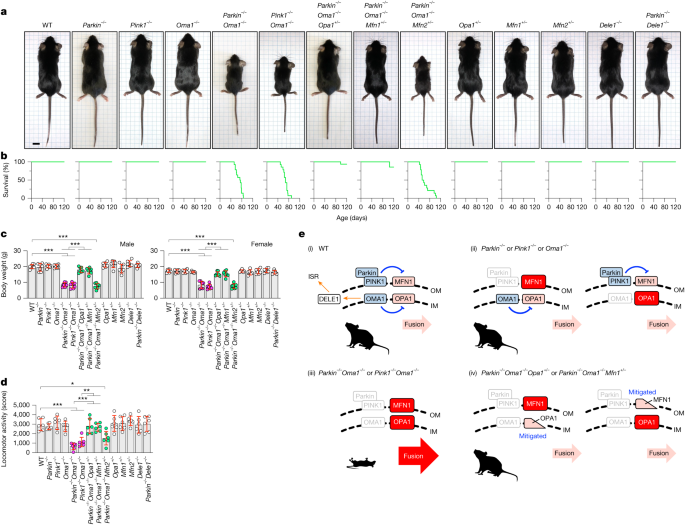 Dual regulation of mitochondrial fusion by Parkin–PINK1 and OMA1