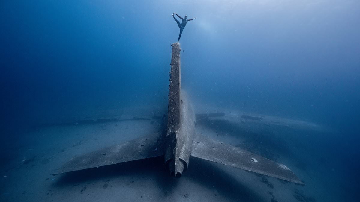 From jousting fish to thirsty camels and a 'screaming' sponge: Behold the spellbinding winners of the 2025 Underwater Photographer of the Year awards