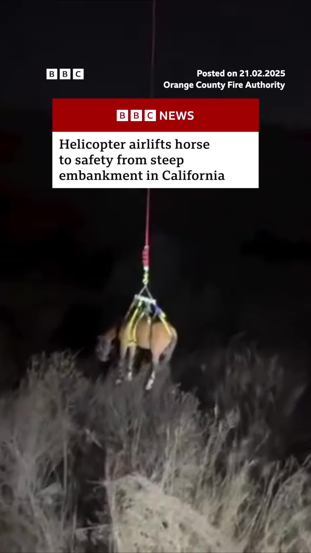 The horse, named Deuce, had recently moved from Hawaii and slipped down an embankment. #Horse #Hawaii #Rescue #HorseRiding #SanJuanCapistrano #Helicopter #California #News #BBCNews