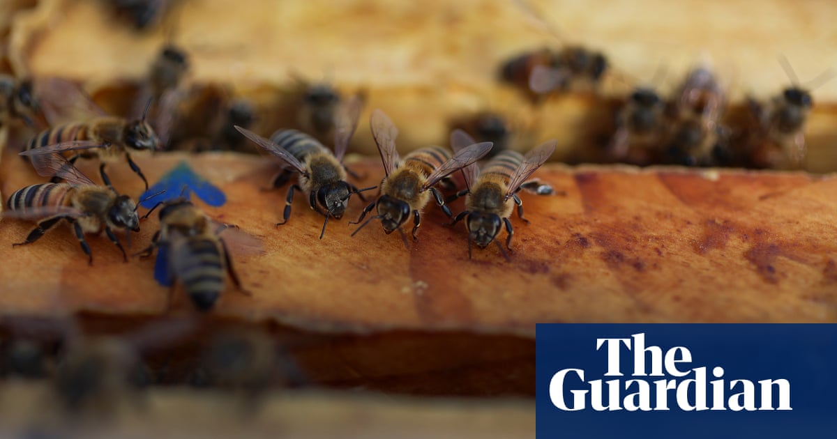 US honeybee deaths hit record high as scientists scramble to find main cause