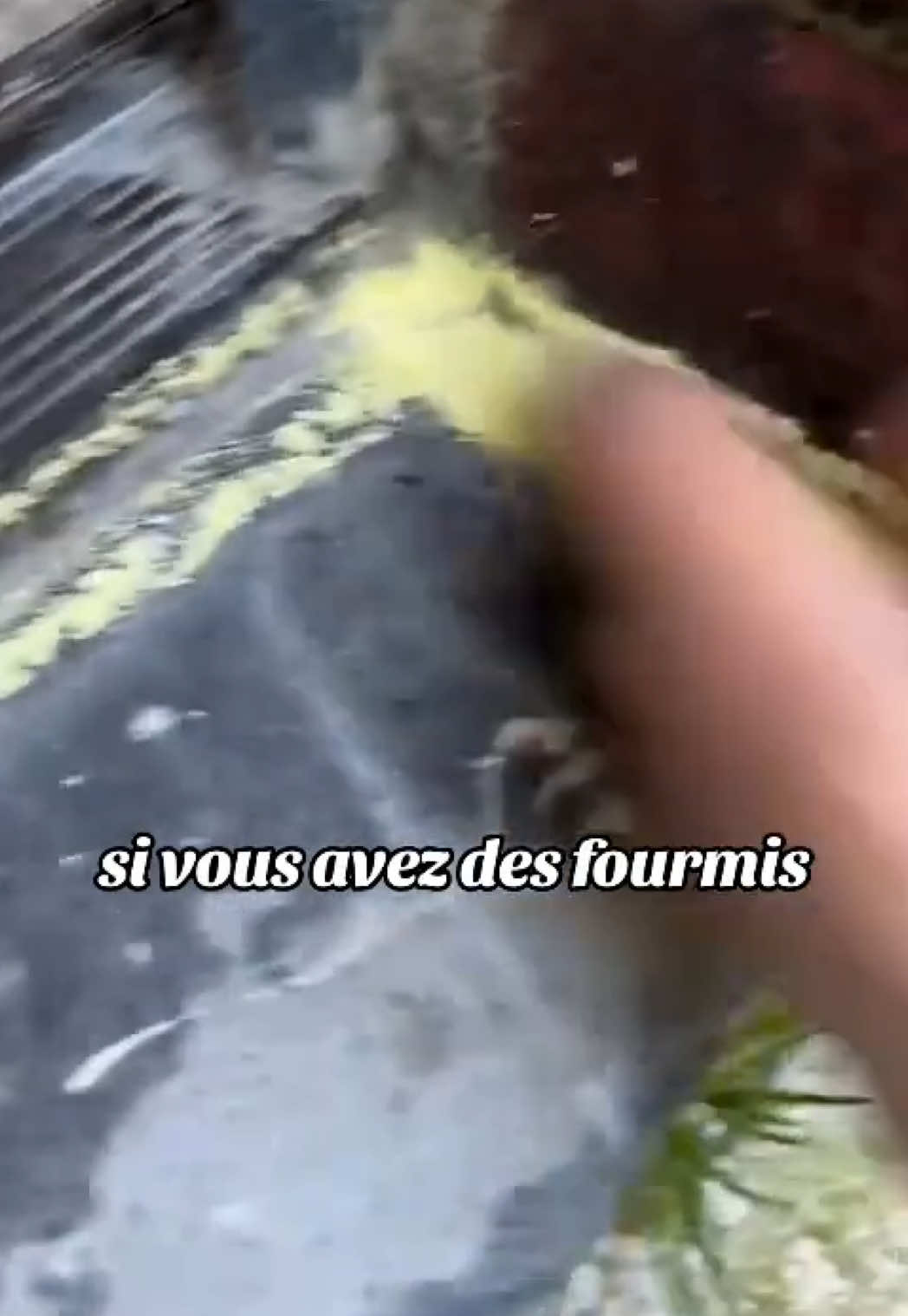 #fourmis #solution #astuces