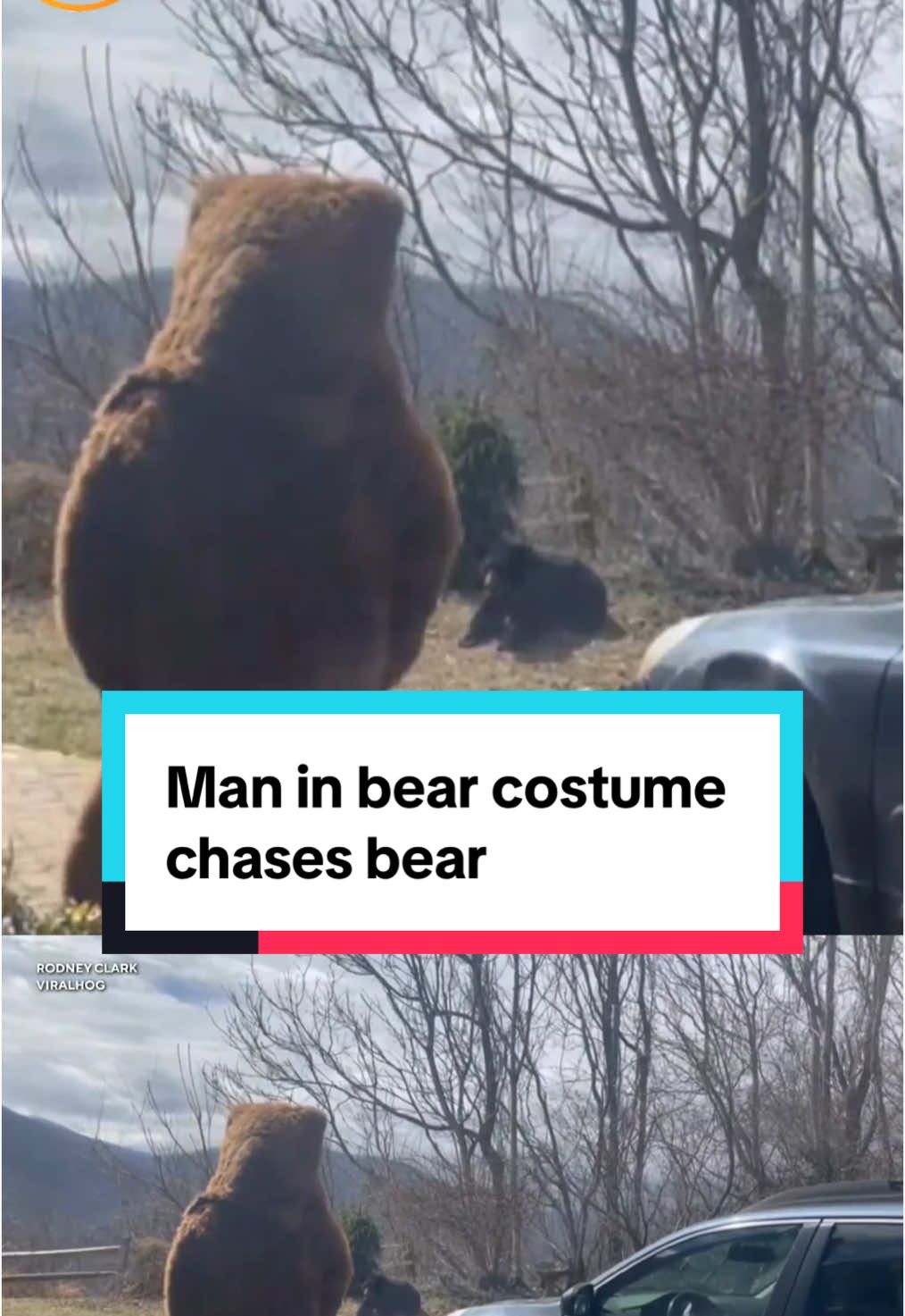 The National Park Service recommends people who encounter bears follow certain safety measures — but one man in Asheville, North Carolina decided to take a different approach: Wearing a bear costume and scaring the animal off his property. #northcarolina #bears #asheville