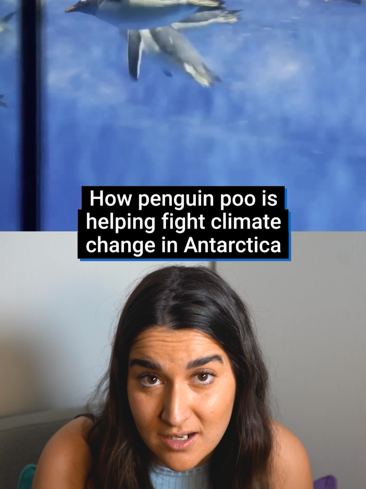 Penguin poo is actually helping fight climate change in Antarctica, here’s how.. #Fyp #funnytok #penguin #penguins #penguintok #Antarctica #climatechange #biodiversity #icemelting #animaltok