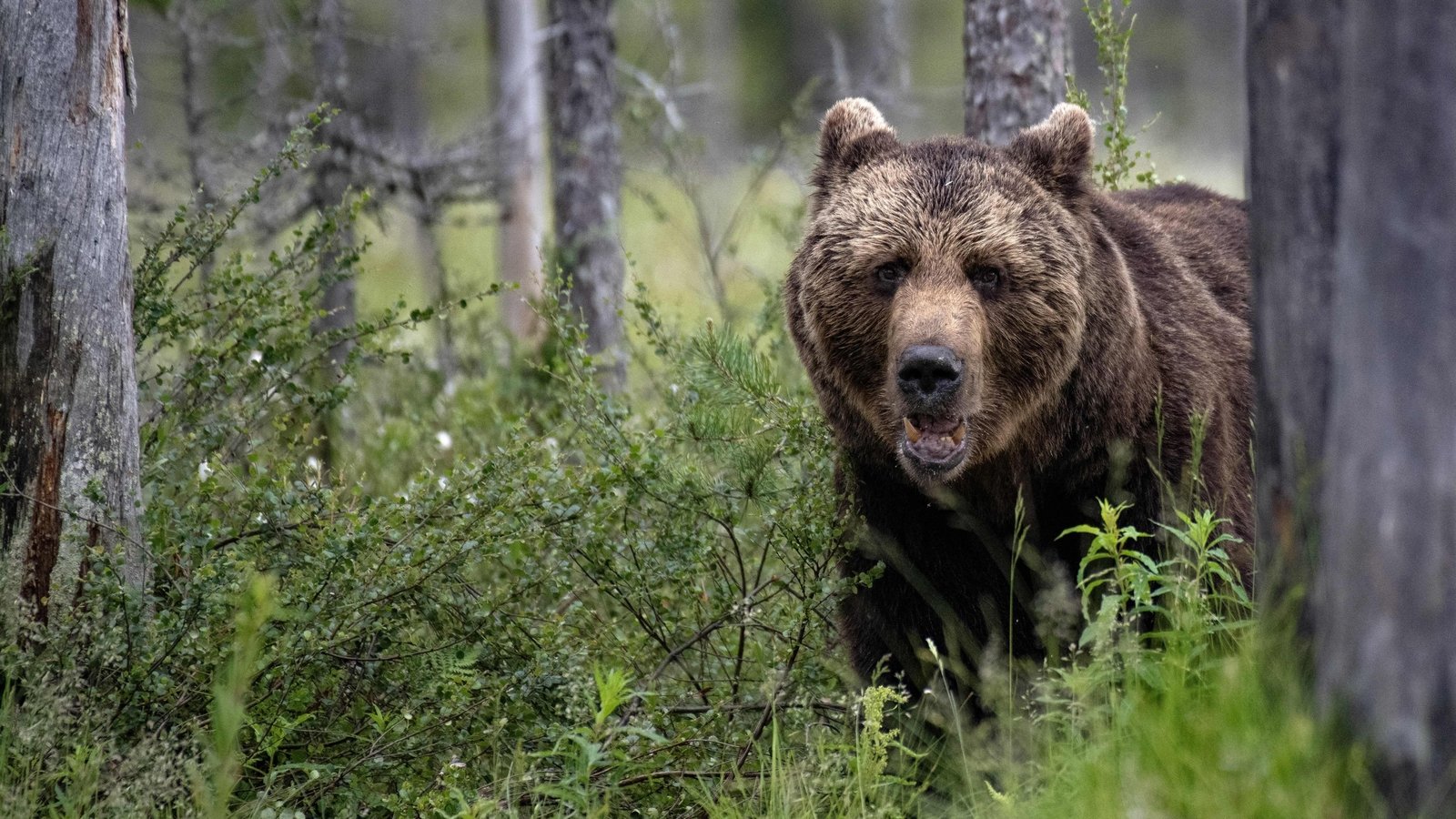 Slovakia allows culled bears to be eaten