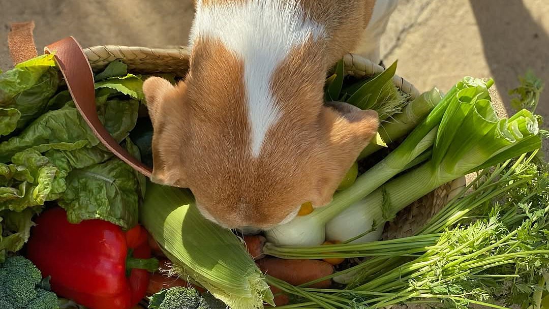 Royal fans speculate about awkward mistake in Meghan Markle's 'garden haul' of vegetables
