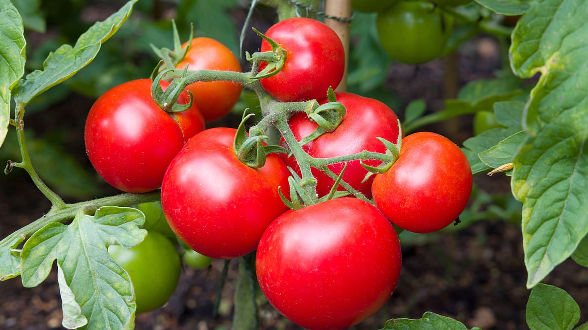 FDA issues most serious recall alert for tomatoes that carry 'reasonable risk of DEATH'