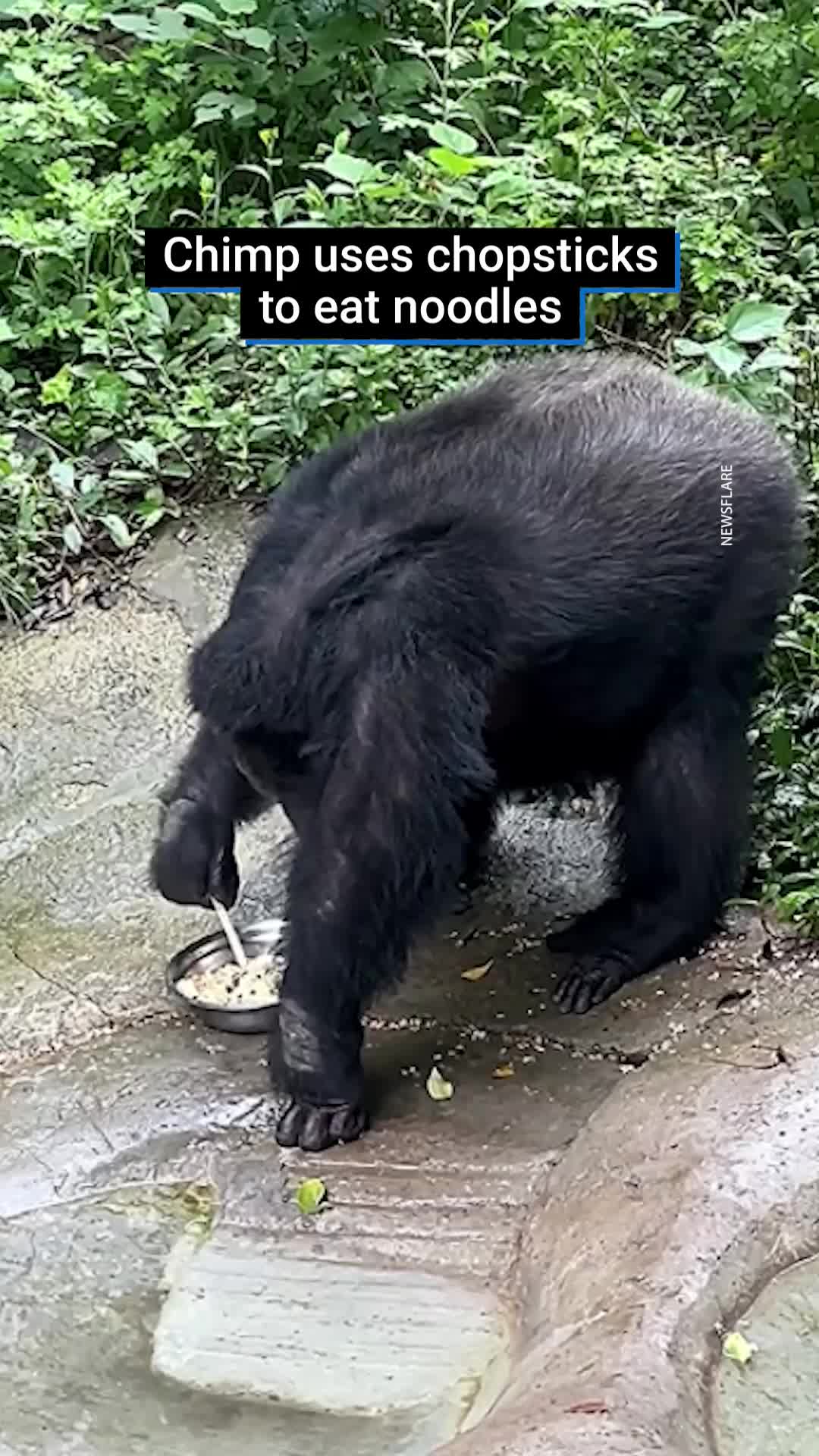 They are so intelligent.  Yuhui, a 23-year-old male chimp, who lives at a zoo in China, has drawn crowds for eating like humans.  #fyp #chimpanzee #animalsoftiktok #ape #zoo #chinese #noodles #viralvideos #animalbehaviour #monkeysoftiktok #asia