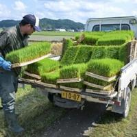 Rice prices double in Japan as inflation accelerates
