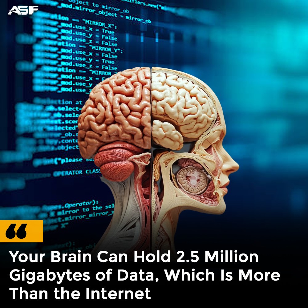 The human brain’s storage capacity reaches ~2.5 petabytes (2.5M GB), surpassing individual platforms like Google. This s...