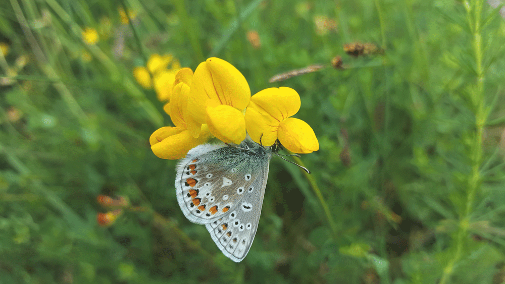 Nature on our doorsteps: Tumbling over roadside verges