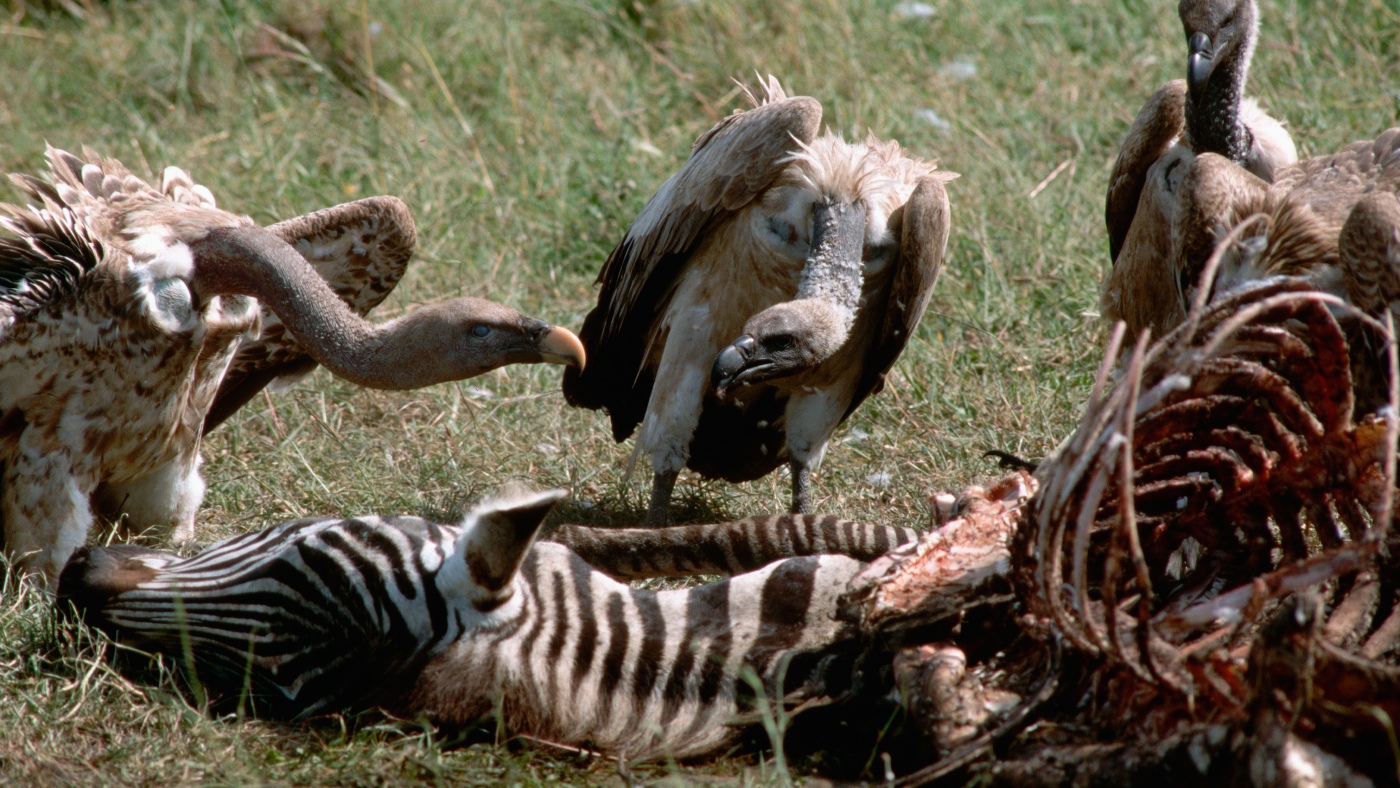 Next time you see a vulture picking over a carcass, say 'thank you!'