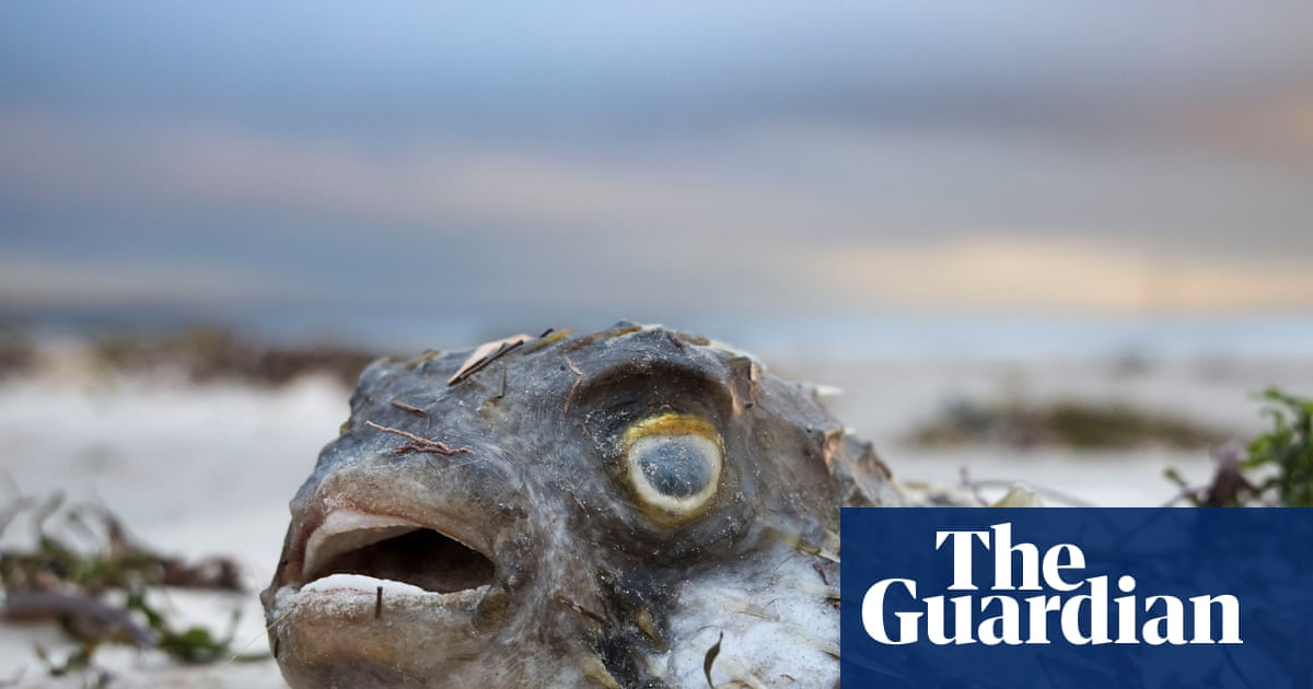 Senate to hold SA algal bloom inquiry as Greens warn ‘Adelaide beaches today could be Bondi tomorrow’