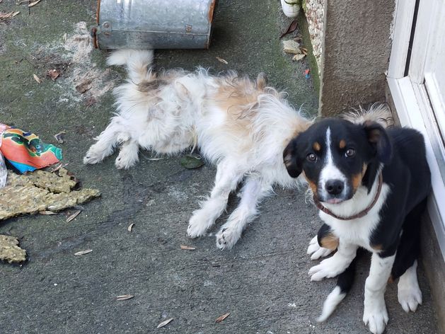 Couple who neglected dogs jailed and banned from keeping animals