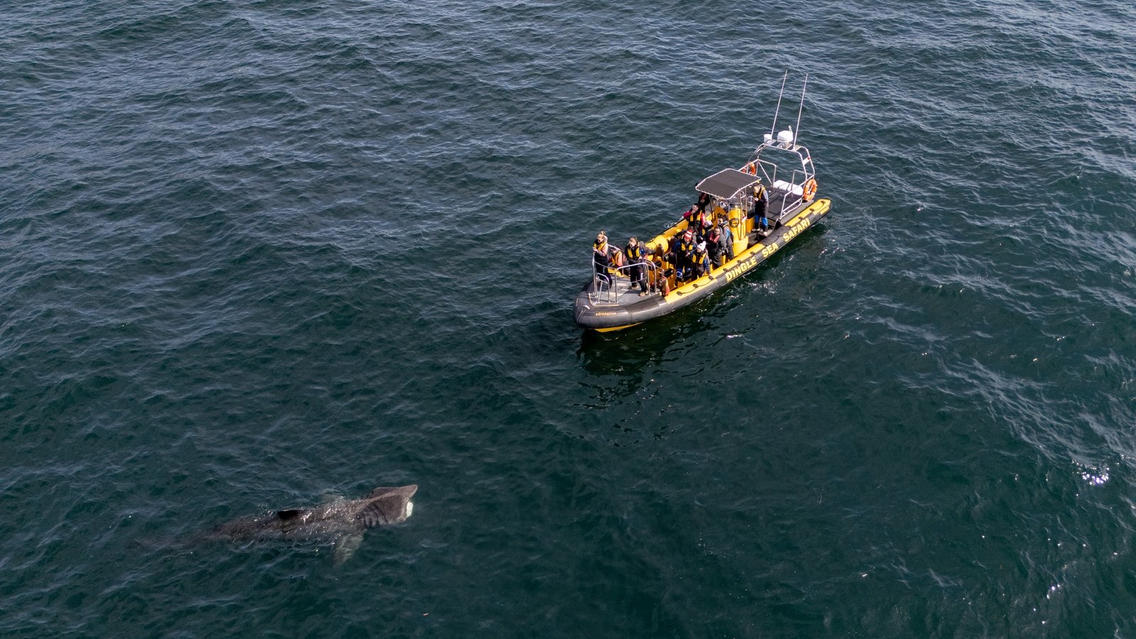 Want to go whale watching in Ireland? Follow these handy tips