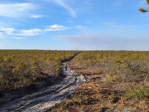 The Pygmy Pine Forests of the Pine Barrens in Barnegat Township, New Jersey