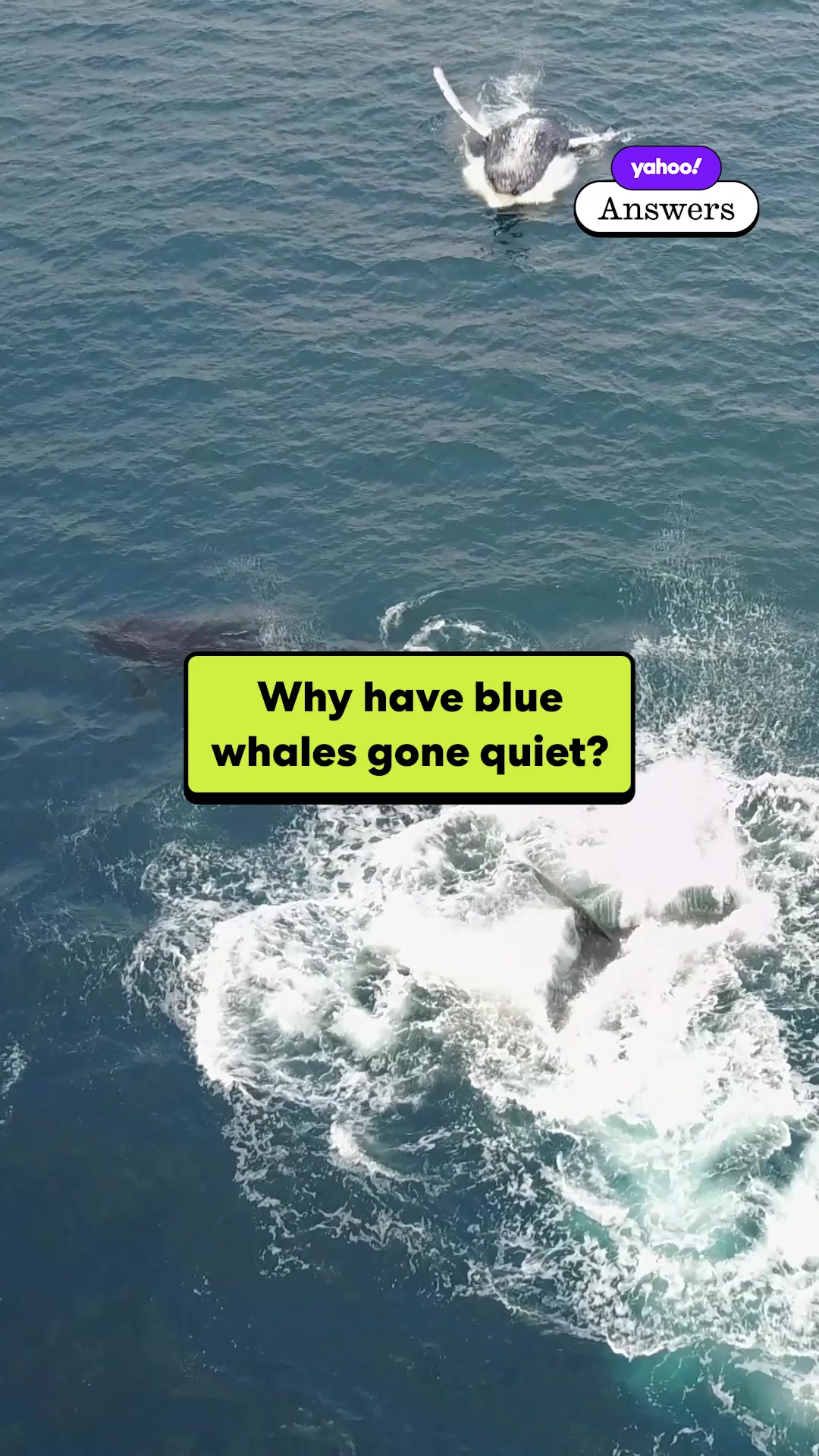 Blue whales have gone on mute. 🔇🐋 Here's why.