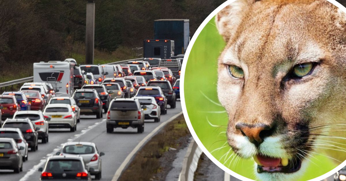 Woman sees 'dead big cat' by side of M5 and says 'no mistake'