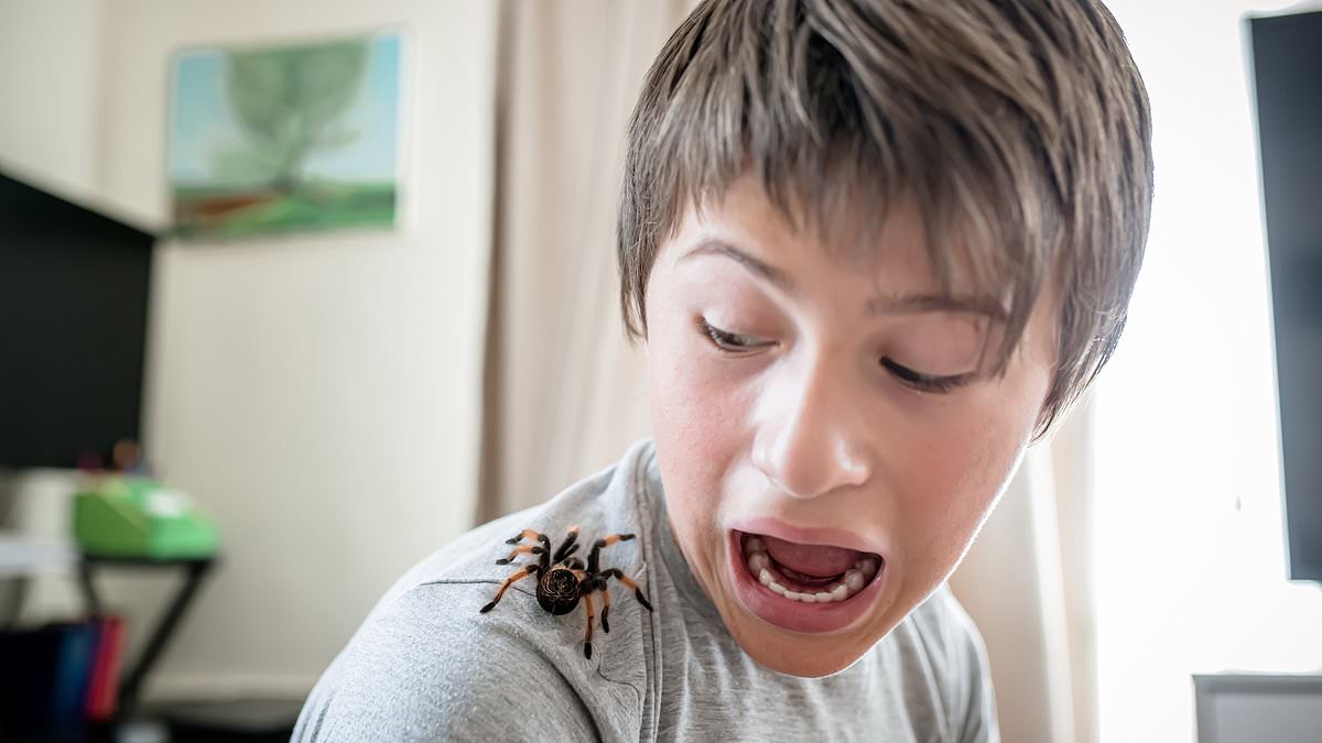 Revealed: The surprisingly simple way to cure your spider phobia - and it doesn't involve going anywhere near the creepy crawlies