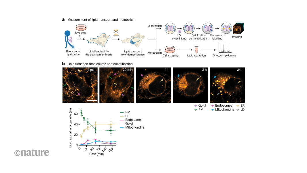 Visualizing lipid transport in cells