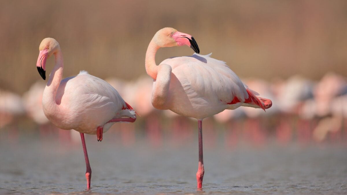 Flamingoes Can Slow Down Aging—But Only If They Embrace This Lifestyle