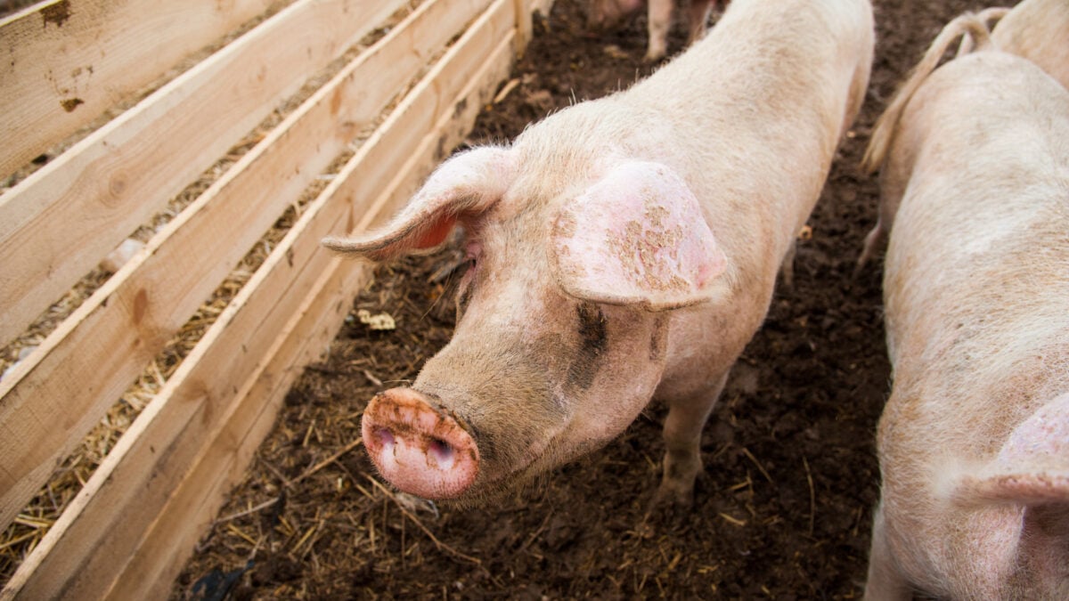 In a First, a Human Breathed Using an Implanted Pig Lung
