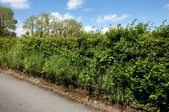Pippa Hackett: It’s criminal (except it isn’t) that landowners can destroy hedgerows without permission