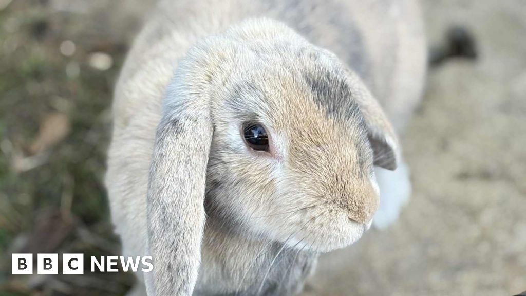 Cost of vet bills causing pet owner sleepless nights