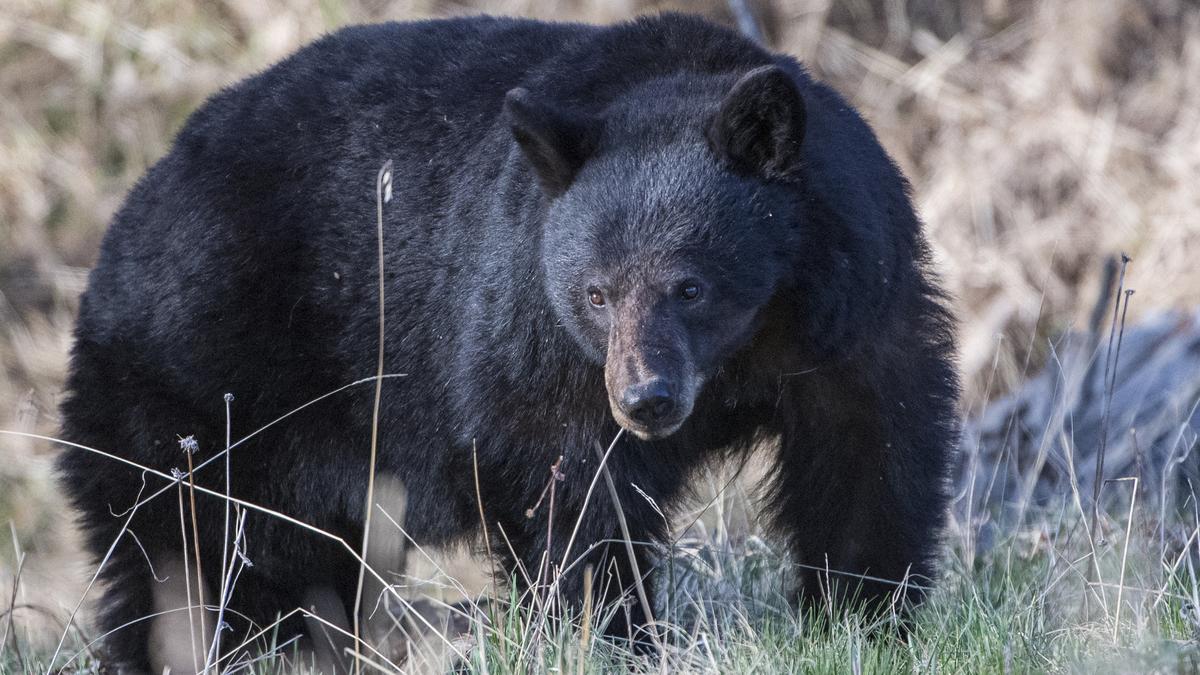 Arkansas black bear attack: 72-year-old Vernon Patton dies from injuries after rare bear mauling