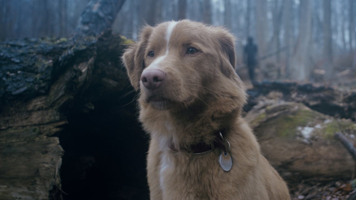Frightening Good Boy trailer will have you asking, Does the dog die?