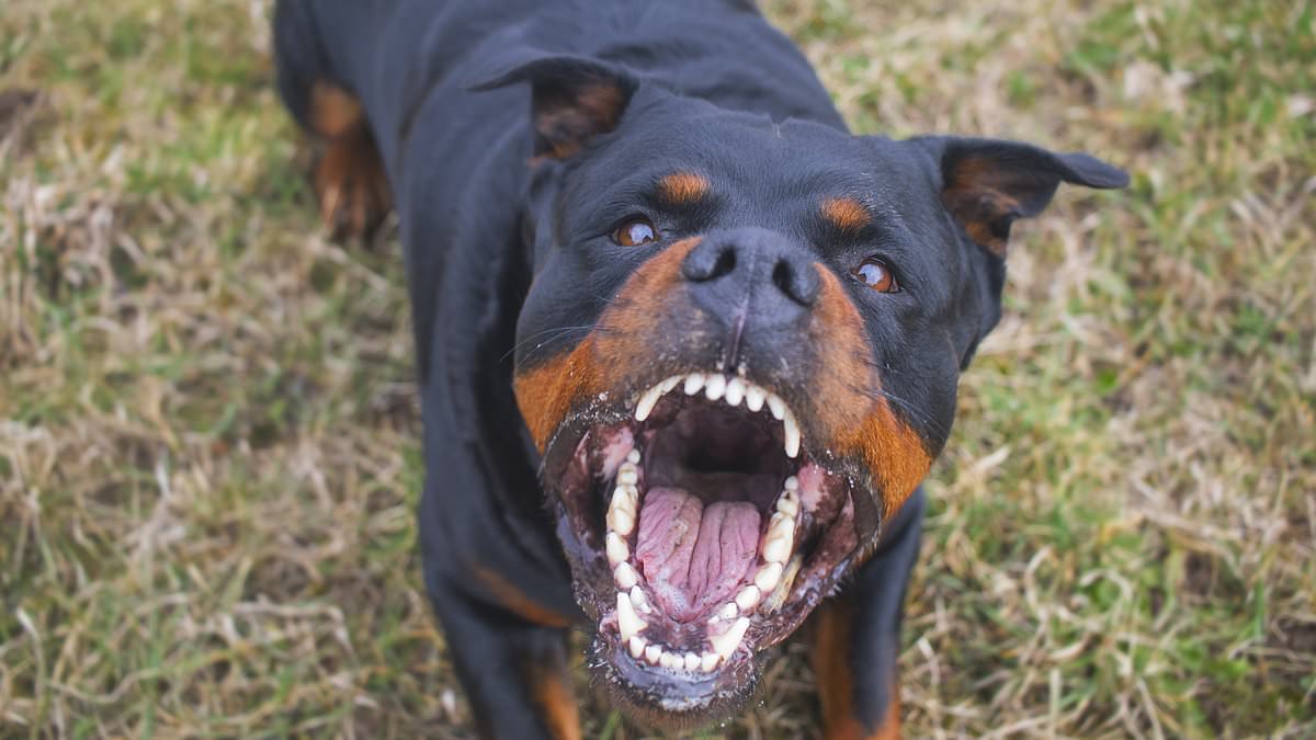 It's not the dog, it's the owner: Vets confirm the heartbreaking reason why some pets are so aggressive