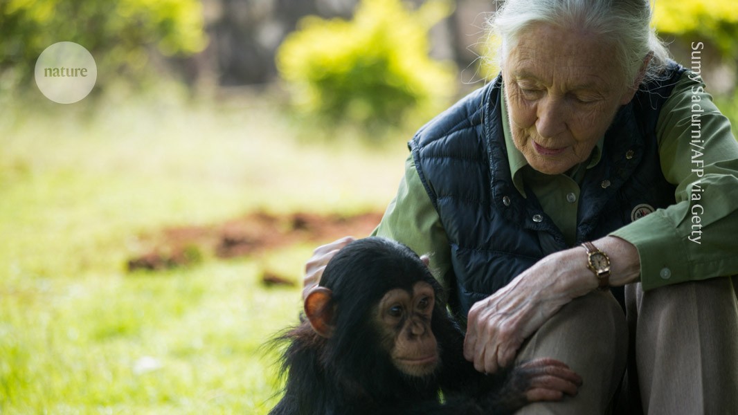 Jane Goodall’s legacy: three ways she changed science