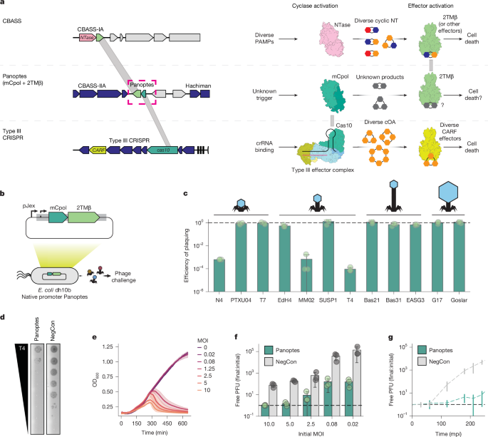 A miniature CRISPR–Cas10 enzyme confers immunity by inhibitory signalling