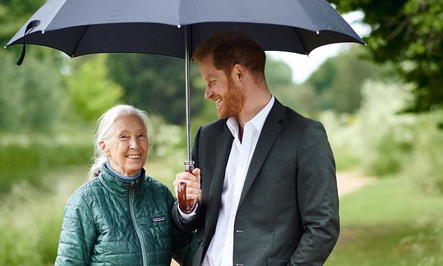 Report: Prince Harry's cutting response to Jane Goodall meeting Archie