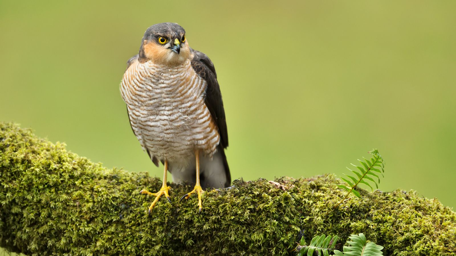 Bird of prey suffered 'harrowing death' after being poisoned