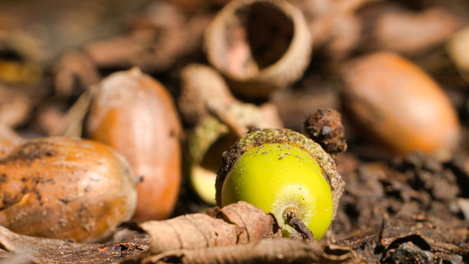 Goodbye 'false autumn', hello to 'mast year' phenomenon - here's what it means