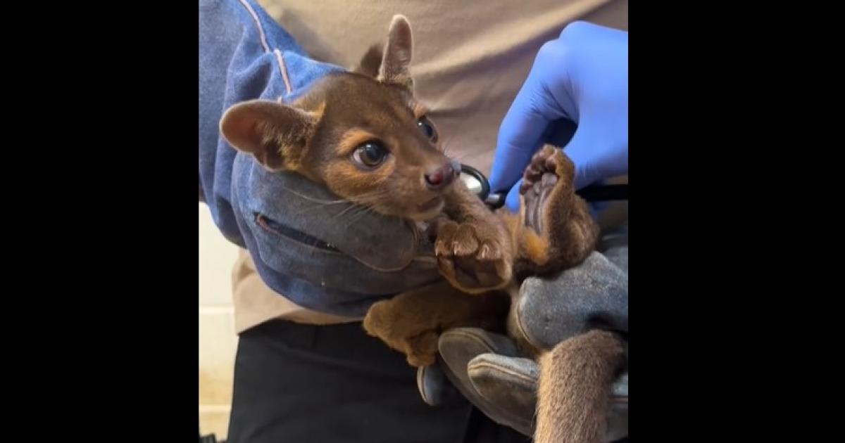 Cuteness overload as Chester Zoo introduces four fossa pup arrivals on TikTok