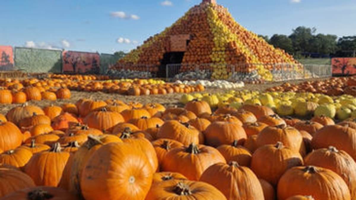 The UK pumpkin patch that has 50 varieties and an 'erupting pumpcano' - and it's half the price of Tulleys