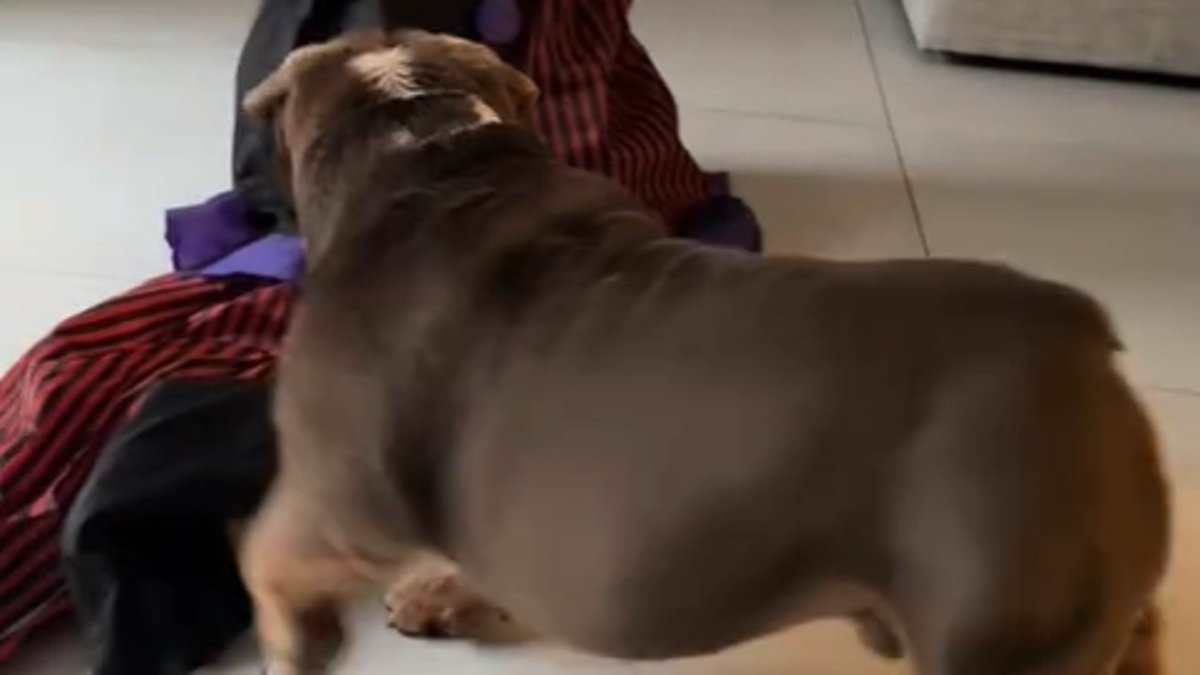 Vet warns against 'irresponsible' TikTok trend that sees dog owners scaring their pets with Halloween animatronics - amid concerns it could 'lead to a lifetime of anxiety'