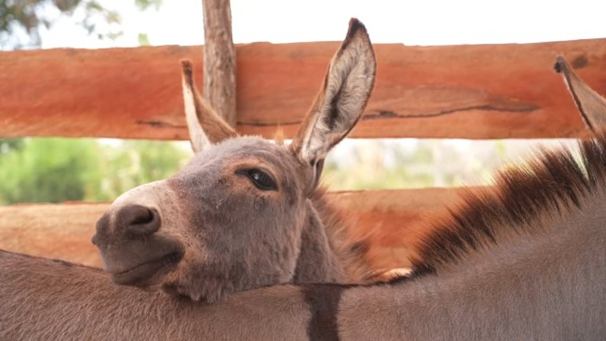 Decimation of the donkeys: How over 6 MILLION animals are slaughtered and skinned every year to make Chinese 'miracle' youth serum