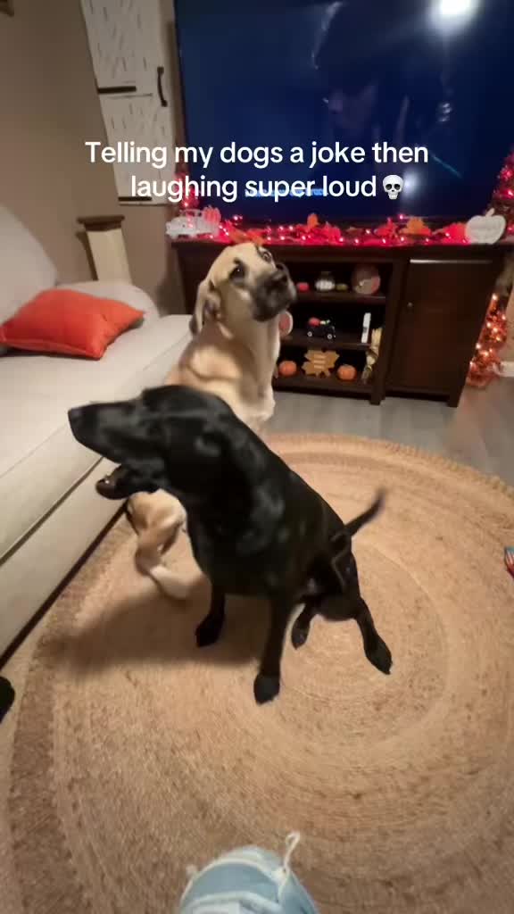 Doggo just wanted to play after that 💀 @I Can’t Even (via:@Tyler)